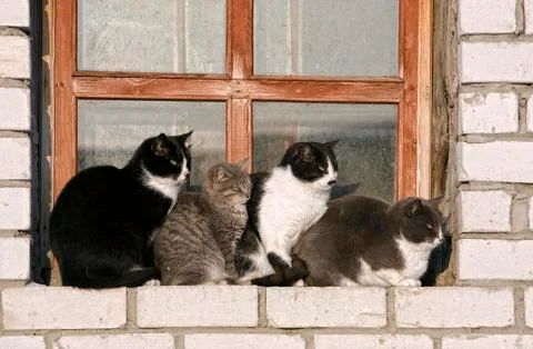 Four cats on a window sill Stock Photos