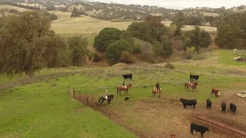 Four cattle ranchers on horseback herding cows - California, USA Stock Footage 82685380