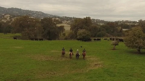 Four cattle ranchers on horseback herding cows - California, USA Stock Footage 82685409