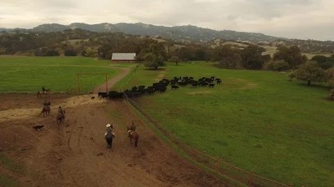 Four cattle ranchers on horseback herding cows  Stock Footage 82685441