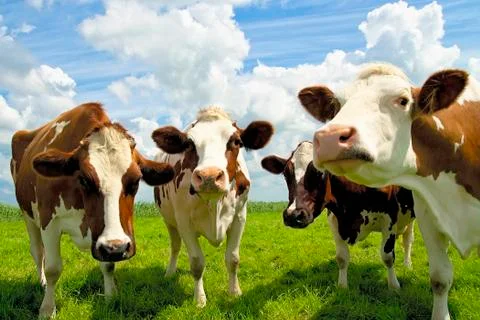 Four chatting cows. 스톡 사진
