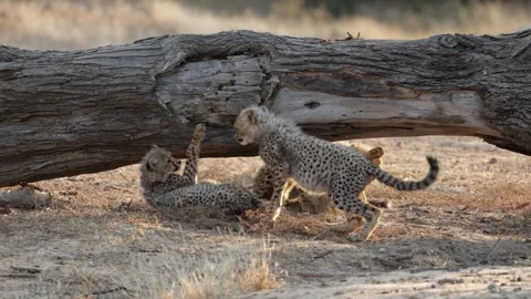 Four cheetah cubs playing under the dead tree Video stock 341940203