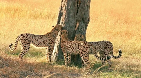 Four cheetahs in Masai Mara Video stock 54355017
