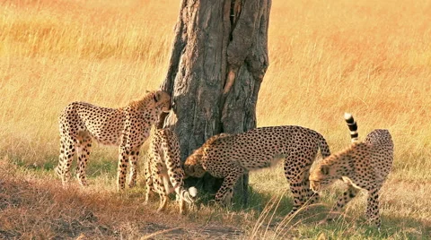 Four cheetahs in Masai Mara Stock Footage 54355904