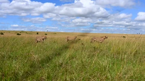 Four Cheetahs Running Through Tall Savanna Grass 4k Cinematic Wildlife Footage Stock Footage 338254897