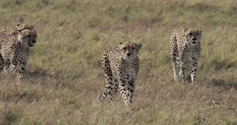 Four cheetahs walking through the grass, Maasai Mara Видео 153394250