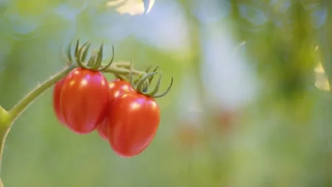 Four cherry tomatoes, a small branch with red cherry tomatoes, red tomatoes on a Stock Footage 257455239
