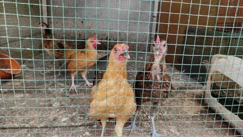 Four chicken breed inside the cage Stock Footage 260202575
