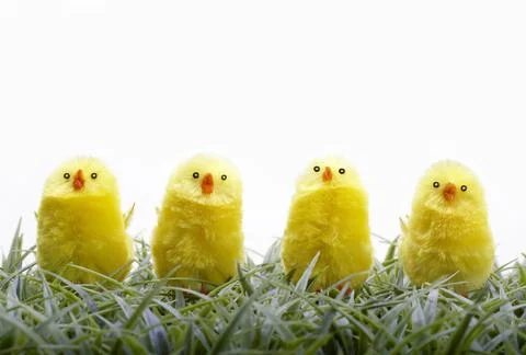 Four Chicks in a Row. Easter Day Concept, White Background Stock Photos