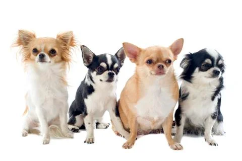 Four chihuahuas Stock Photos