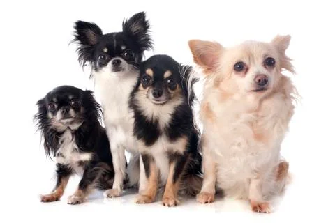 Four chihuahuas Stock Photos