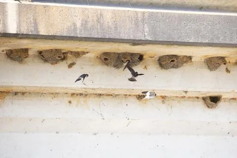 Four Cliff Swallows Stock Photos