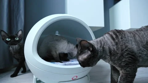 Four colored Devon Rex cats around the modern heated round cat bed Stock Footage 234660320