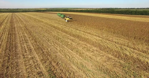 Four combines harvest sunflower Stock Footage 100565729