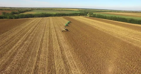 Four combines harvest sunflower Stock Footage 100565822