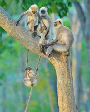 Four common Curious tail monkeys on tree Foto stock