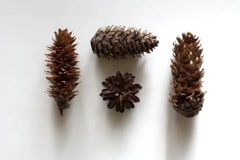Four conifer cones from above Stock Photos