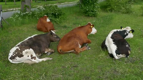 Four cows of different breeds lying together on a grassy meadow Stock Footage 318925249