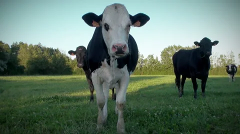 Four Cows Stock Footage 2189970