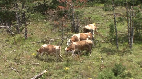 Four cows grazing in a mountain Stock Footage 41126345