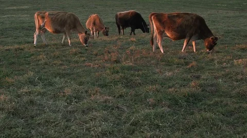 Four cows grazing at sunset 2 库存影片 97763895