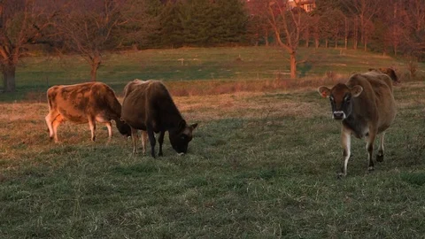 Four cows grazing at sunset 3 Stock Footage