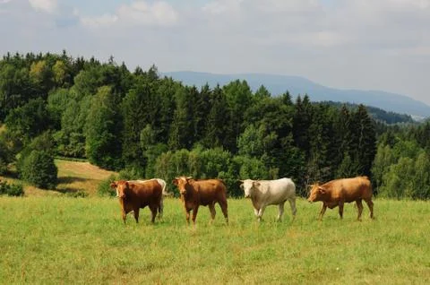 Four cows. Stock Photos