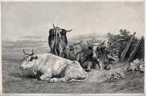 Four cows resting in a field. Etching by Beyer after R. Bonheur. Ilustración de archivo