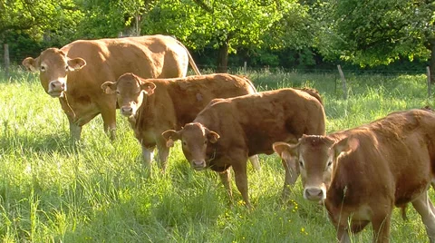 Four cows in a row Stock Footage