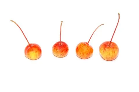 Four crab apples Stock Photos