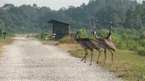 Four cranes crossing path Stock Footage 5087062