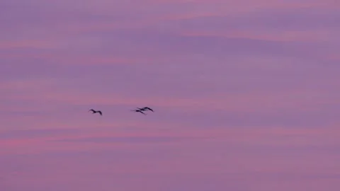 Four cranes fly in the sky at sunrise - real time Stock Footage 138859643