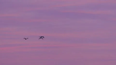 Four cranes fly in the sky at sunrise - slow motion Stock Footage 138861280