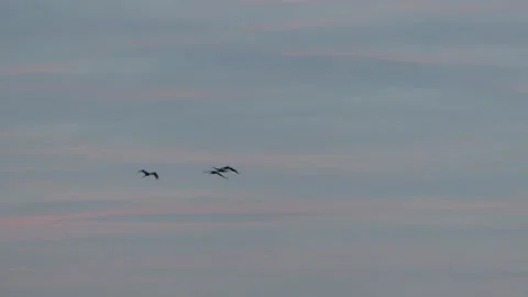 Four cranes fly in the sky at sunrise - real time Stock Footage 138862906
