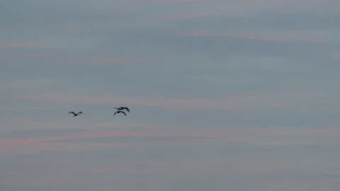 Four cranes fly in the sky at sunrise - slow motion Stock Footage 138863607