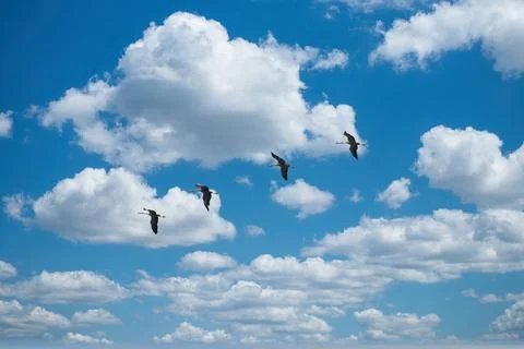 Four cranes gracefully flying in formation across a bright blue sky with clou Stock Photos