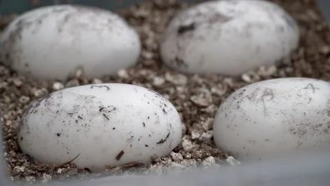 Four crocodile eggs 4K Stock Footage 138022733