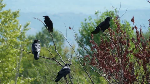 Four crows sit on branches of dry tree in forest Stockbeeldmateriaal 194486322