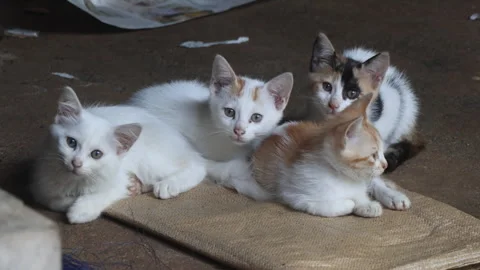 Four curious kittens staring at the camera Stock Footage 310669615