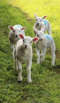 Four curious lambs Foto stock