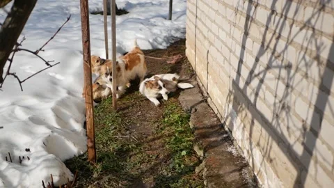 Four cute dogs looking at camera in the sunlight Stock Footage 151879604