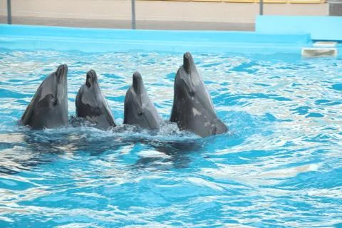 Four Cute Dolphins Performing Their Show Stock Photos