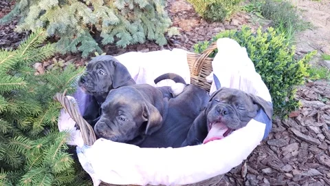 Four cute gray Cane Corso puppies sit in a wicker basket Stock Footage 276828918