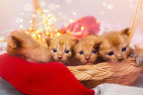 Four cute kittens in a basket Stock Photos