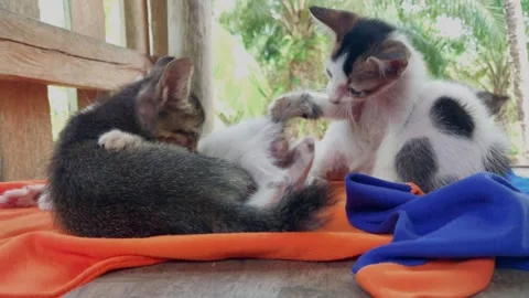 Four cute kittens Stock Footage 256796092