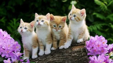 Four cute kittens Stock Photos
