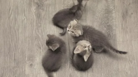 Four cute kittens sitting on the floor looking up Stock-Footage 248140840