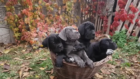 Four cute puppies Cane Corso Stock Footage 167885004