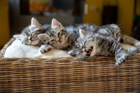 Four Cute Tabby Kittens Napping and Yawning in a Basket Stock Photos