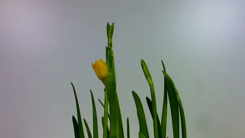 Four daffodils opening on white background Stock Footage 87631201